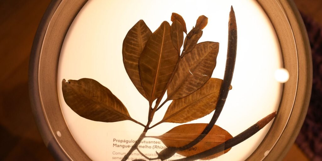 Museu do Jardim Botânico do Rio celebra Mata Atlântica em exposição